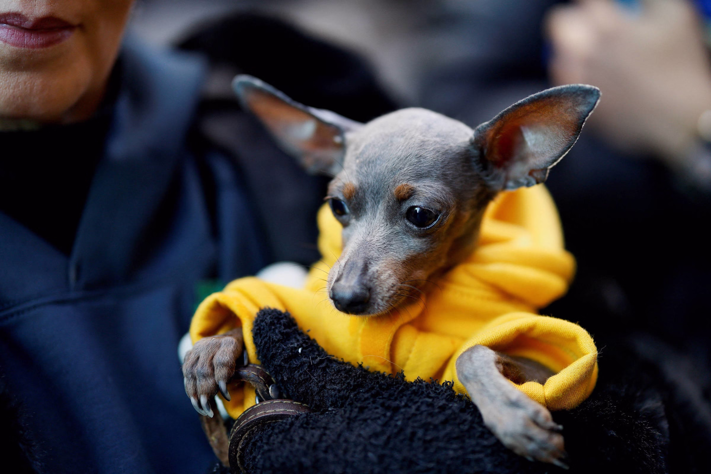 Chamar Cachorro De Filho É Coisa Mais Ridícula Que Existe - 26/04/2025 - Equilíbrio
