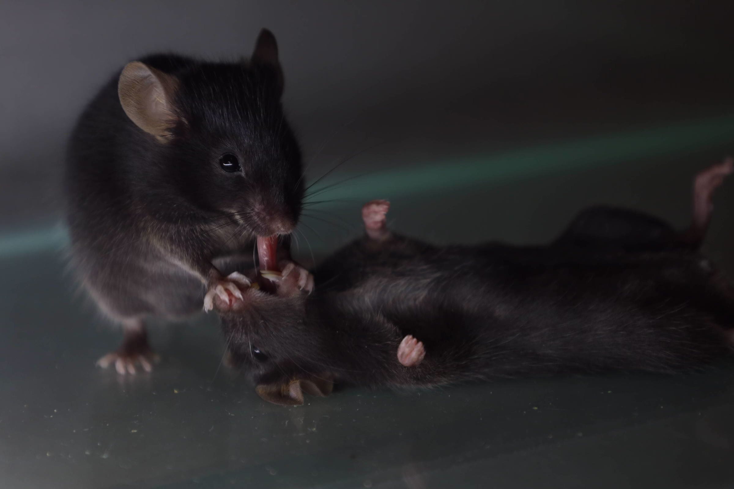 Cutucar Ajuda O Cérebro Desacordado - 03/04/2025 - Suzana Herculano-Houzel