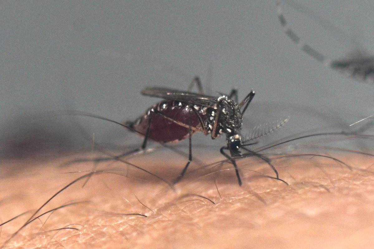 Criança Vítima De Zika Pode Ter Indenização De R$ 60 Mil - 20/05/2025 - Equilíbrio E Saúde