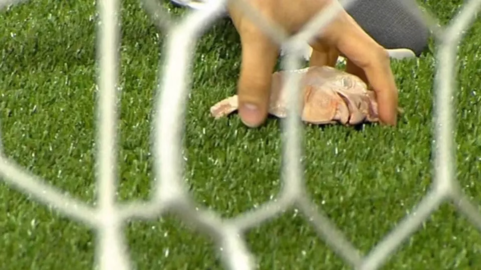 Torcida Do Palmeiras Arremessa Cabeça De Galinha No Gramado; Vídeo