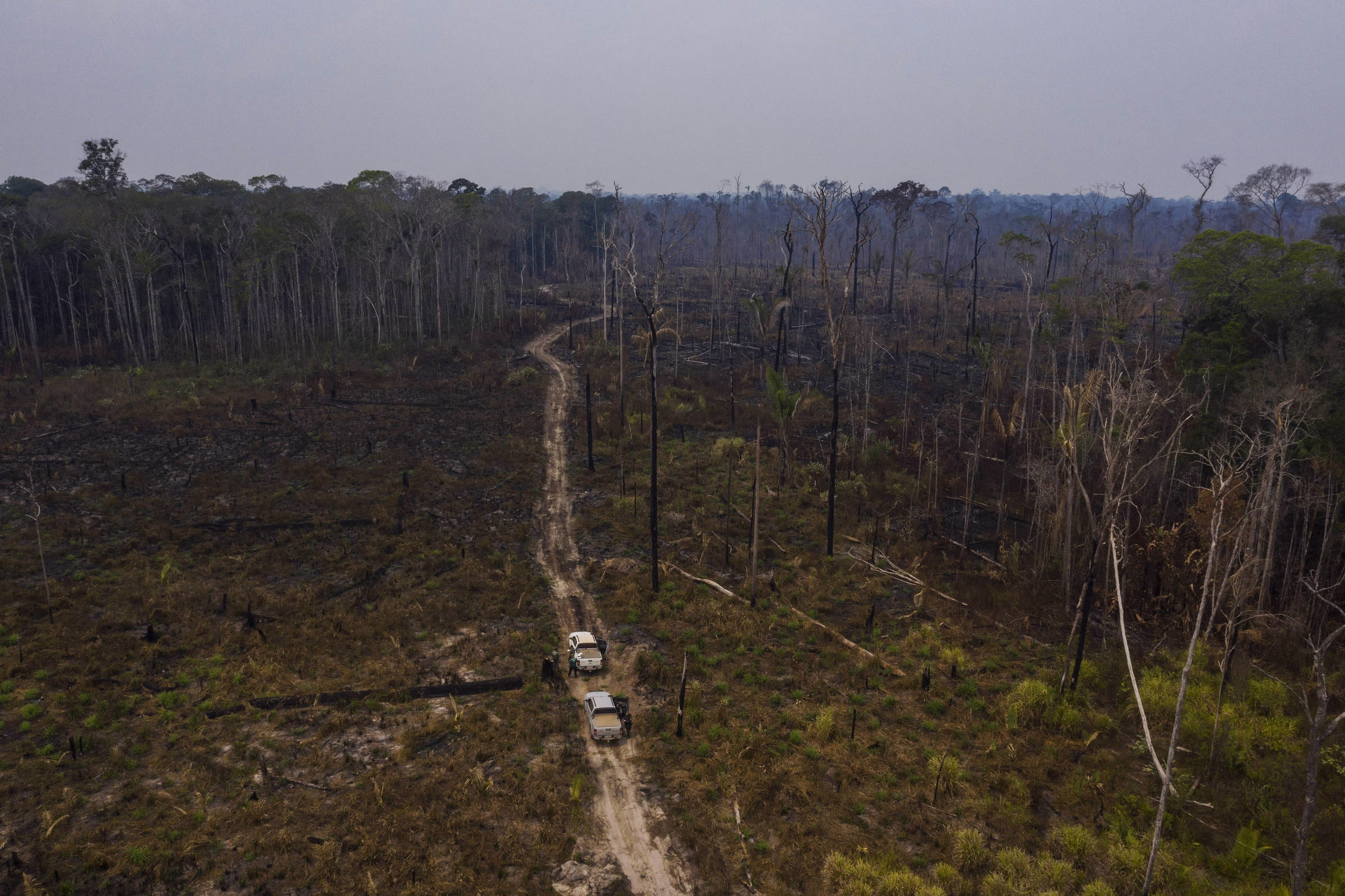 Amazônia Sobreviveria À Crise Do Clima Com Menos Árvores - 18/05/2025 - Marcelo Leite