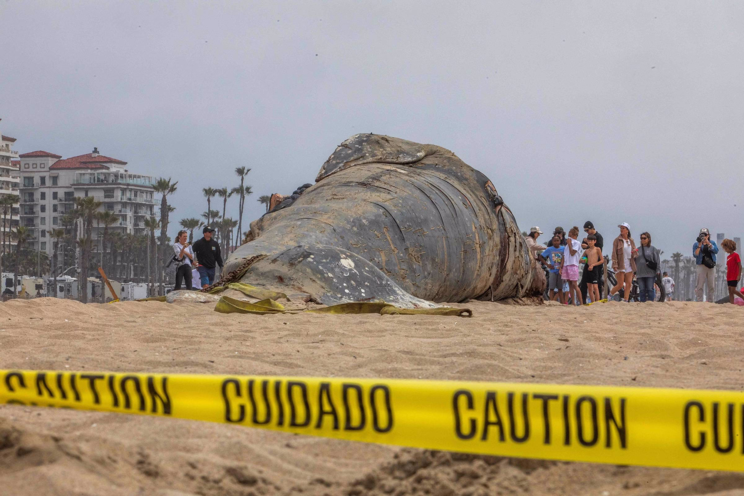 Baleação, Bombilança, Cachalote E Espermacete - 25/05/2025 - Marcelo Leite