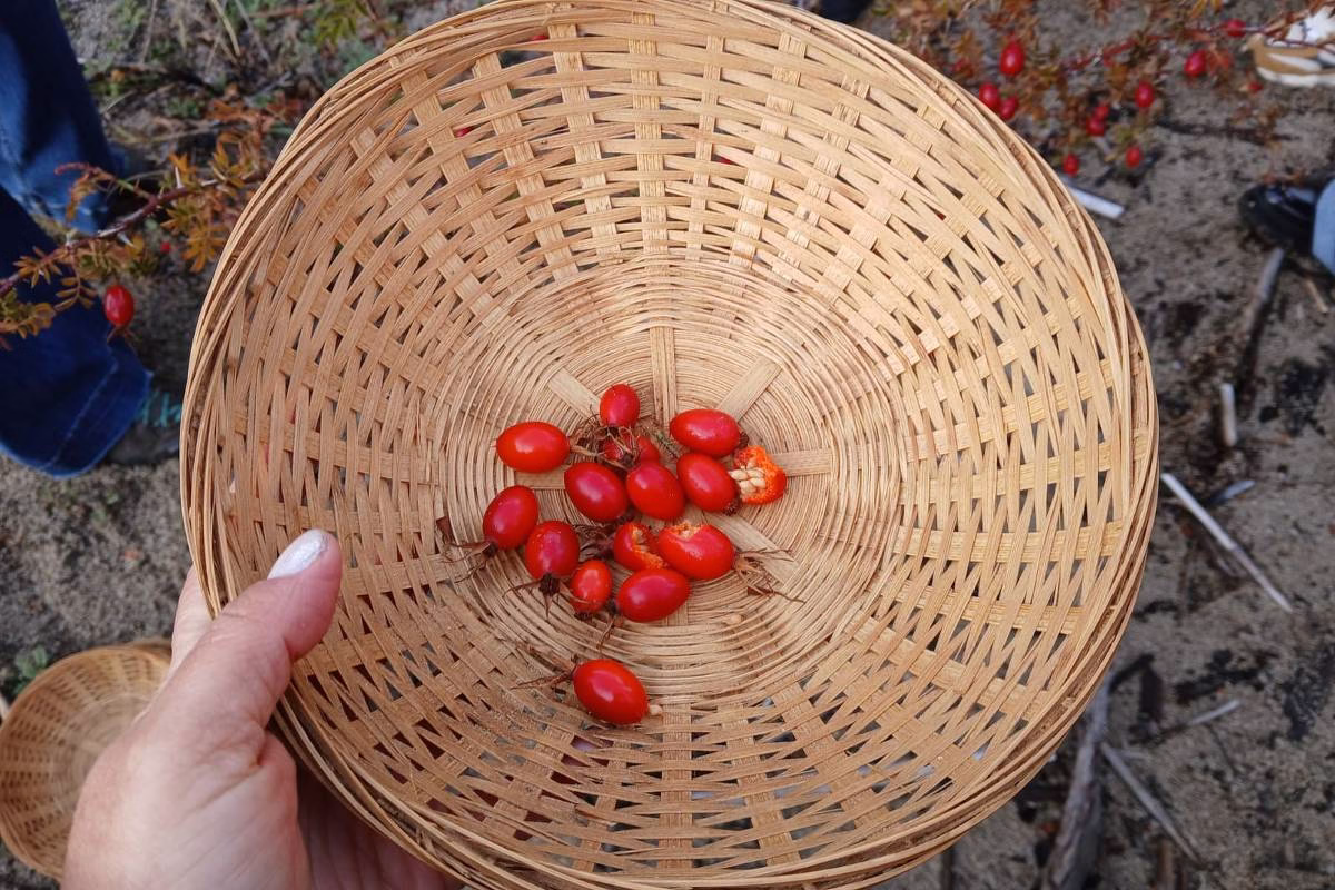 Conheça Os Benefícios Da Rosa Mosqueta Para A Pele - 21/05/2025 - Primeira Pele