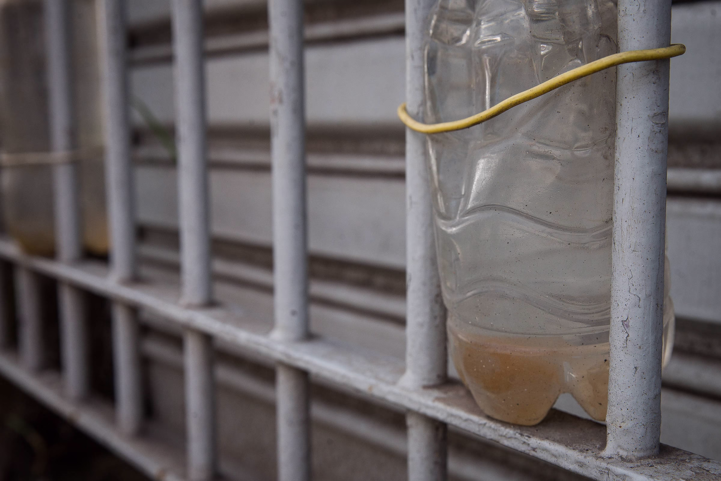 Dengue Cresce Nas Zonas Norte E Leste Da Cidade De São Paulo - 14/05/2025 - Equilíbrio E Saúde