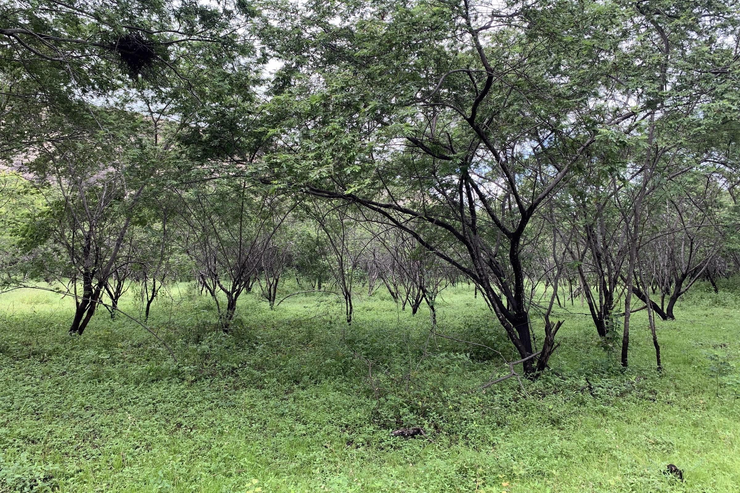 Planta É Testada Contra Depressão No Brasil - 05/05/2025 - Equilíbrio