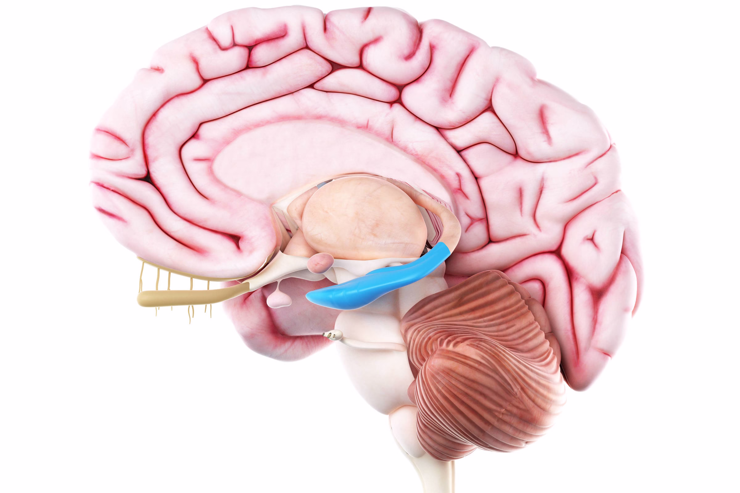 Exercícios Alteram Funções Cerebrais E Previnem Alzheimer - 29/06/2025 - Equilíbrio