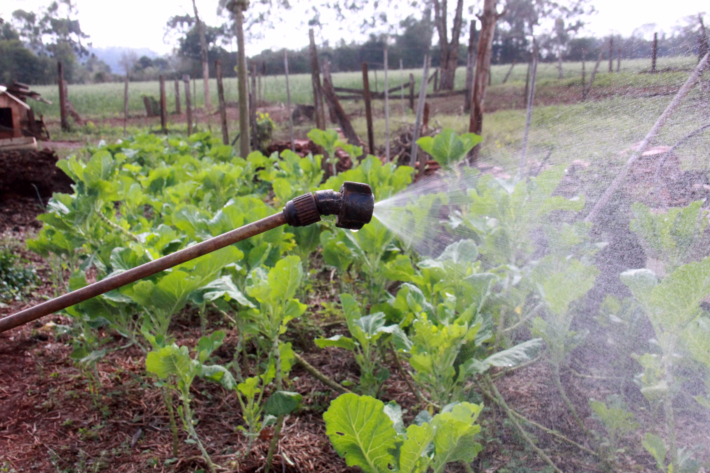 Ongs Alertam Para Risco De Câncer Por Uso De Glifosato - 12/06/2025 - Equilíbrio E Saúde