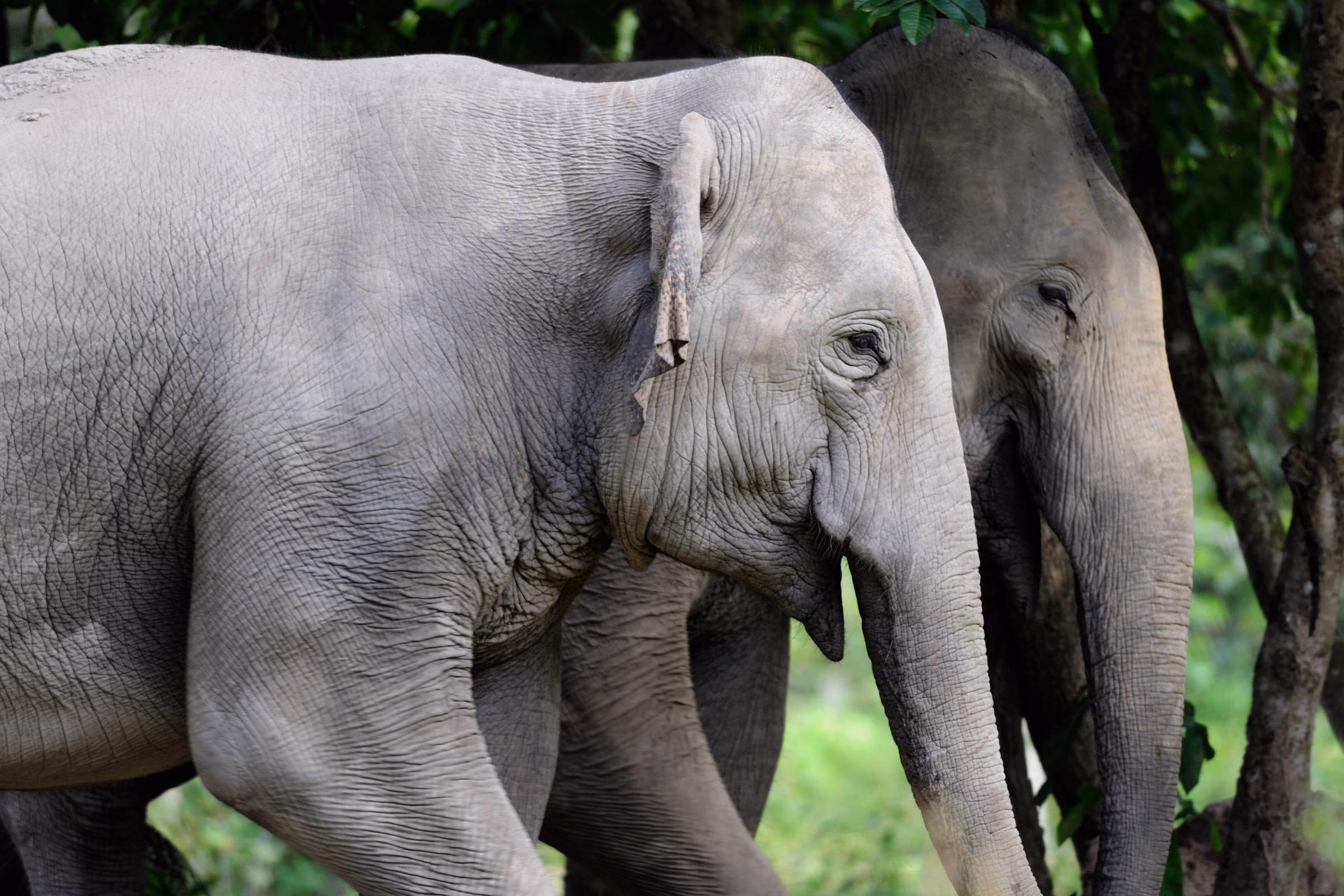 Somos Endotérmicos Porque Podemos - 26/06/2025 - Suzana Herculano-Houzel