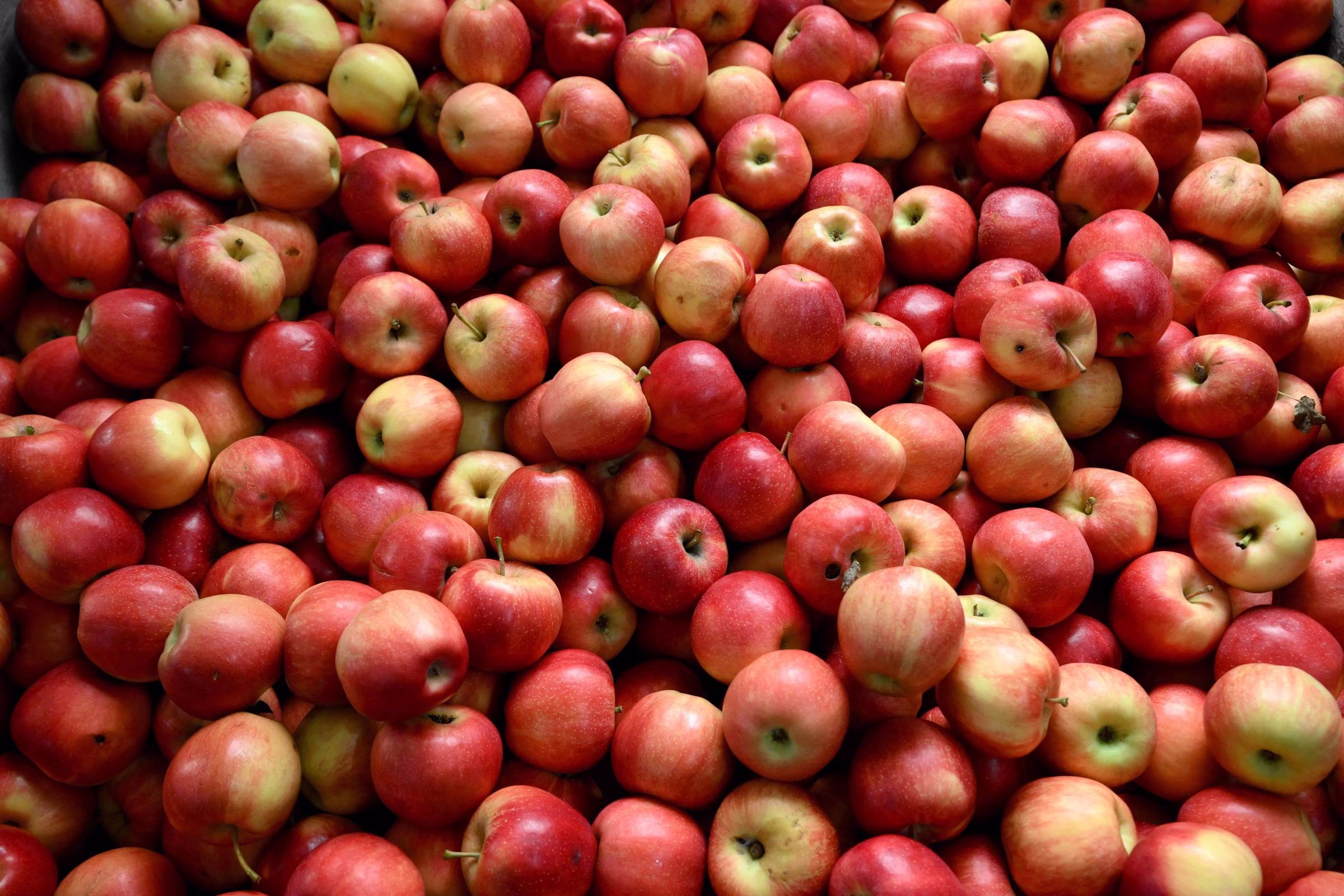 Frutose Para O Bem E Para O Mal - 24/07/2025 - Suzana Herculano-Houzel