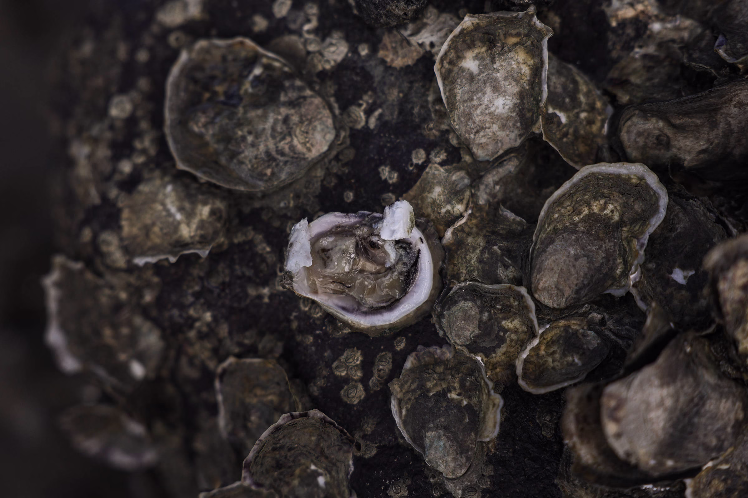 Ostras Vendidas No Brasil Têm Bactérias E Metais Tóxicos - 10/07/2025 - Equilíbrio E Saúde
