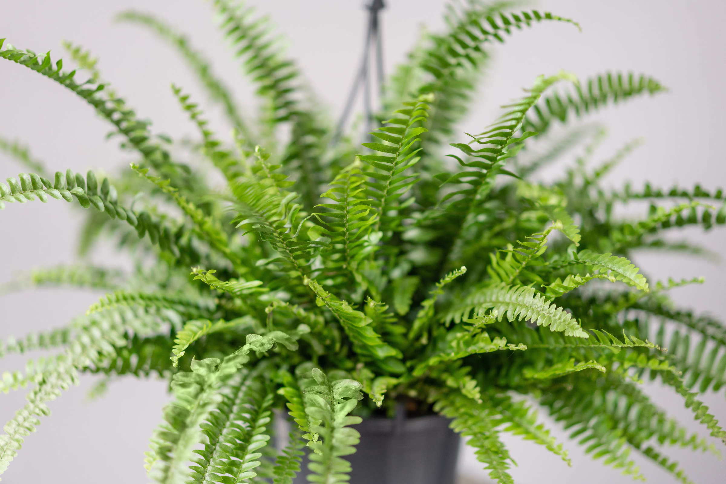 Alcoólatra Em Recuperação, Me Vi Numa Samambaia Murcha - 18/08/2025 - Vida De Alcoólatra