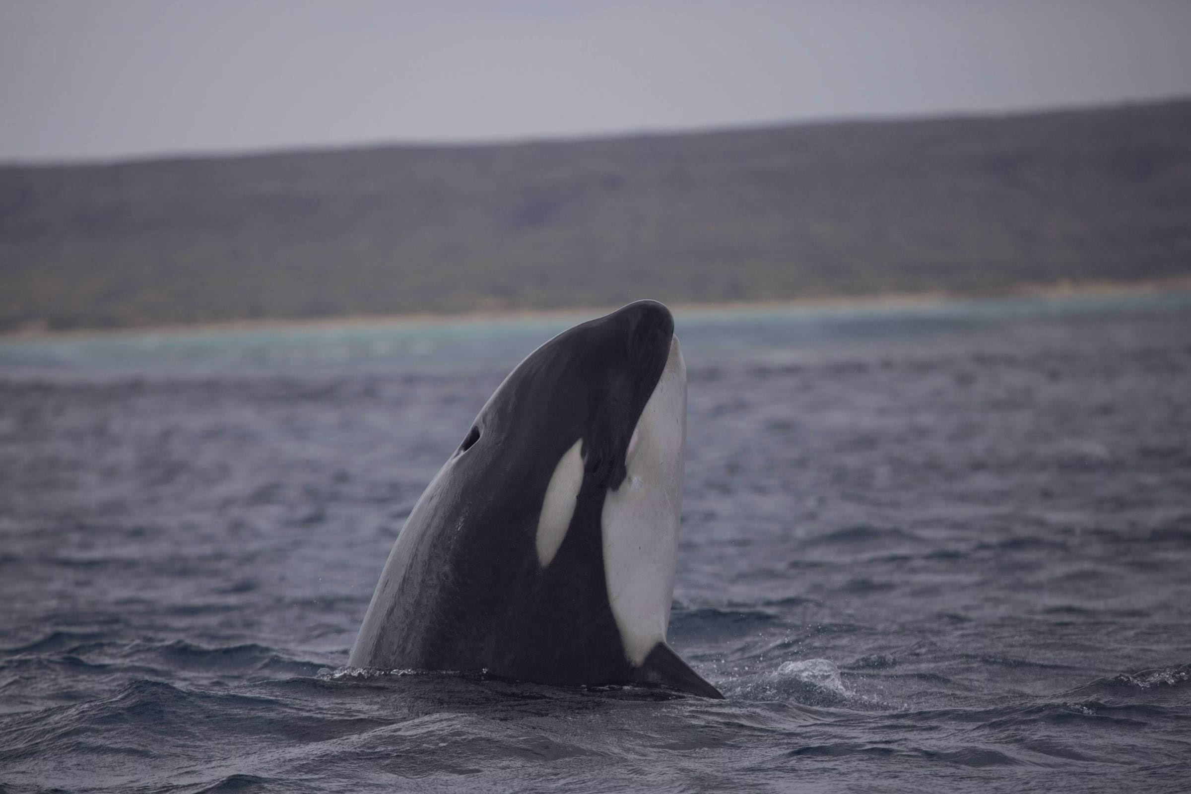 Por Que A Maioria Dos Mamíferos Têm Menopausa?