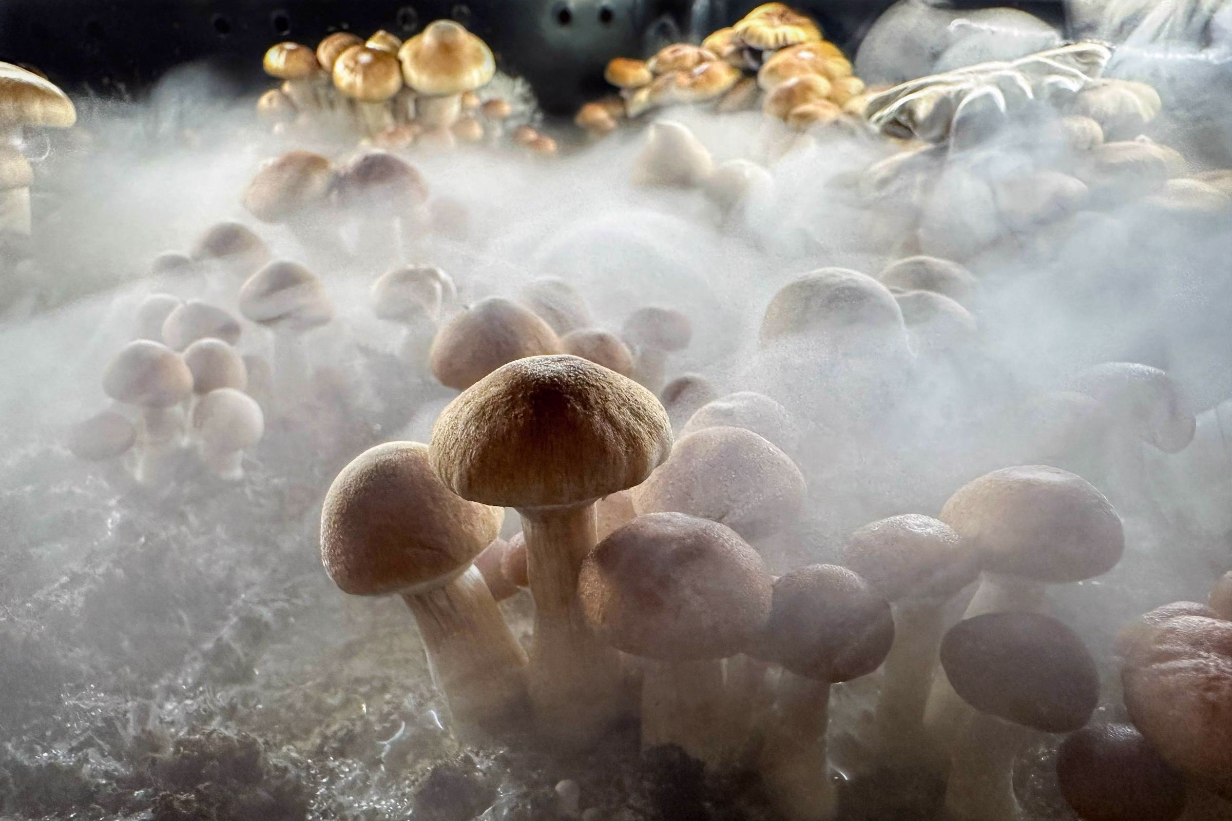 Psicodélicos: Estudo Questiona Psilocibina Para Depressão - 21/08/2025 - Virada Psicodélica