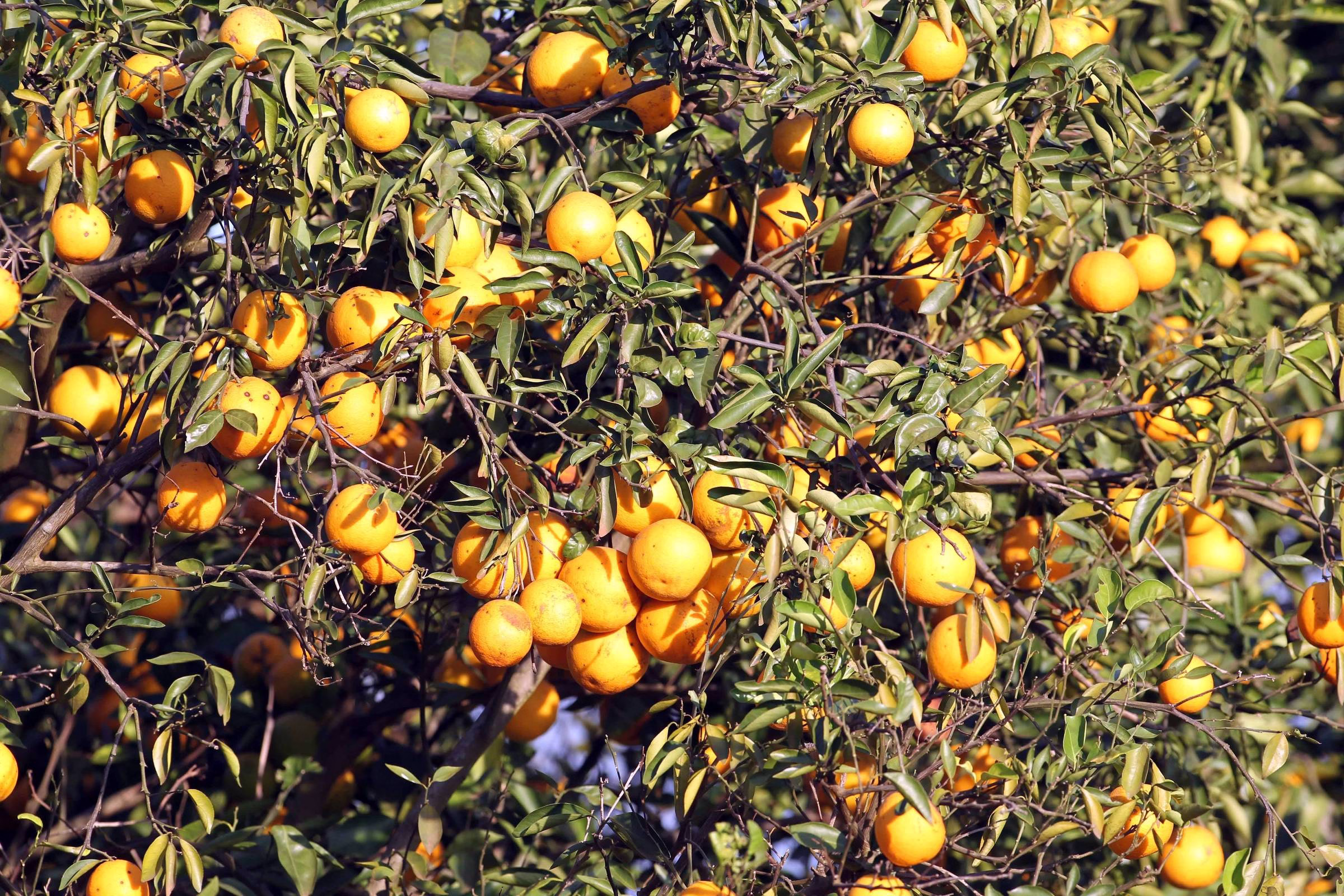 7 Frutas Que Contêm Mais Vitamina C Que Laranjas - 06/09/2025 - Equilíbrio