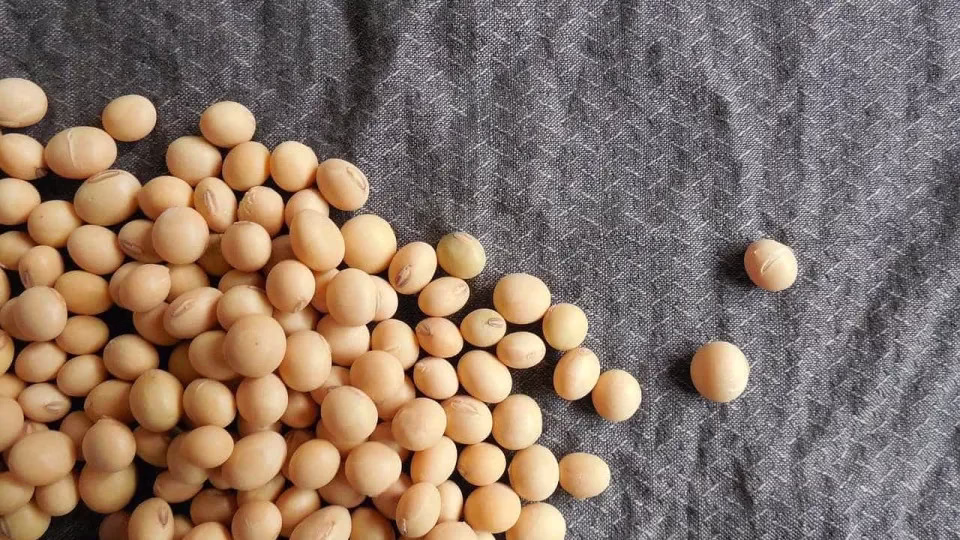 Guerra no Irã ameaça exportação de grãos e suprimento de fertilizantes do Brasil