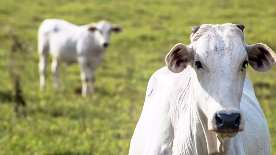 Valorização Da Arroba Bovina Impulsiona Expectativa De Recorde Na Expozebu